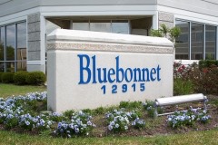 Bluebonnent2